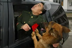 中华田园犬一战风神！抗日期间，狠狠反咬日本军犬图片