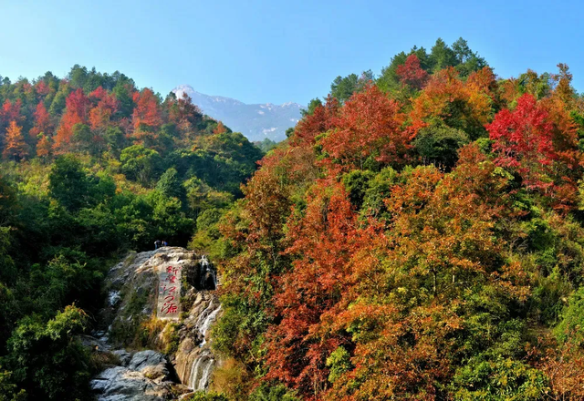 给你个准信！韶关森林红！红！红啦~