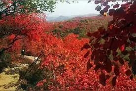 郑州-巩义长寿山赏红叶直通车10月14日开通图片