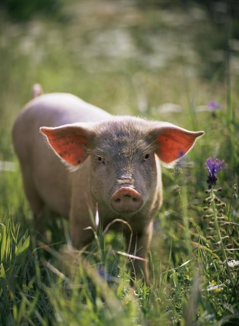 属猪人，29号，嘴闭紧。这不是商量	，是保命指南