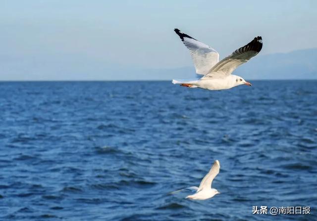 “鸥”耶！现在可以来丹江大观苑看海鸥咯~