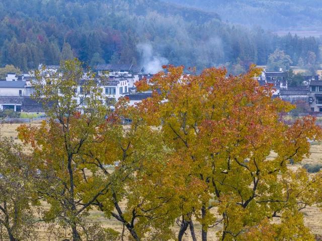 11月去塔川，邂逅乌桕树的“三级变色”，每棵树都是流动的油画