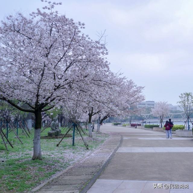 武汉赏樱花秘境，一篇告诉大家