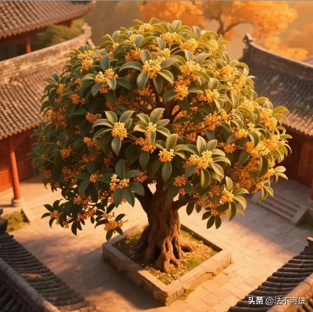 房子前面为什么不能种桂花树？房子前面有桂花树的，要了解一下！