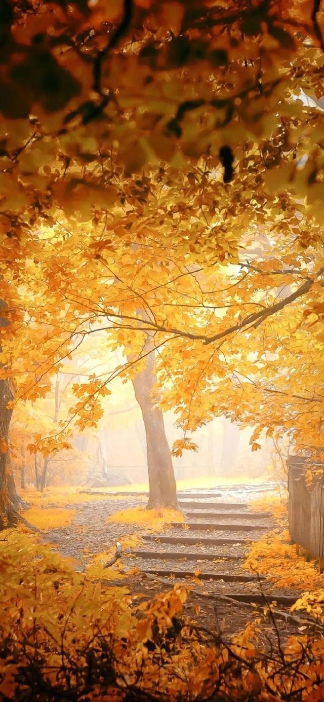 手机壁纸|秋天风光美景，自然美如画
