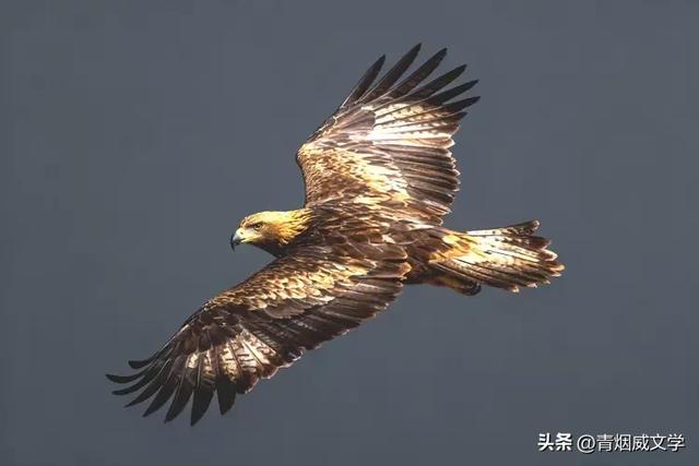 午后骑行 西湿地偶遇金雕