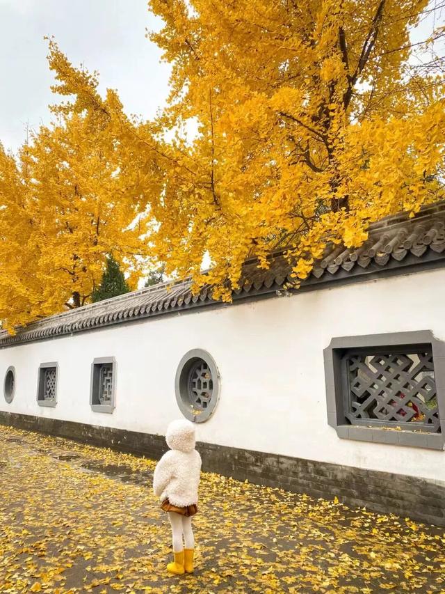 临沂人秋日里心心念念的风景已经来了，快看看吧