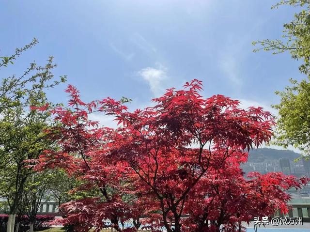 太惊艳了！北滨大道、音乐广场、太白岩、龙溪大道、南滨公园……快去→