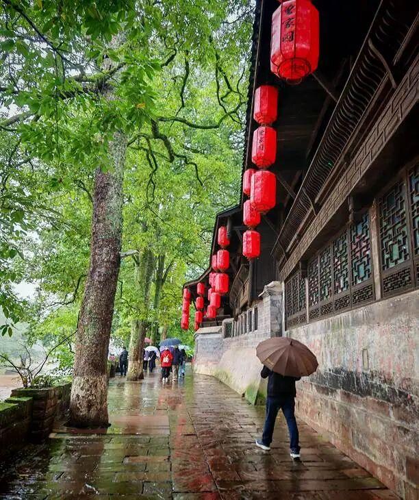 老兵军嫂游柳江：曾家园里看古树，烟雨河畔话当年
