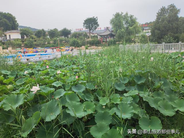 泰安：泰山脚下一处景点，遍地清凉，是带孩子纳凉避暑的好去处