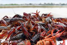 谁才是真正的“小龙虾之乡”？年产量17.24万吨，江苏盱眙排第四图片