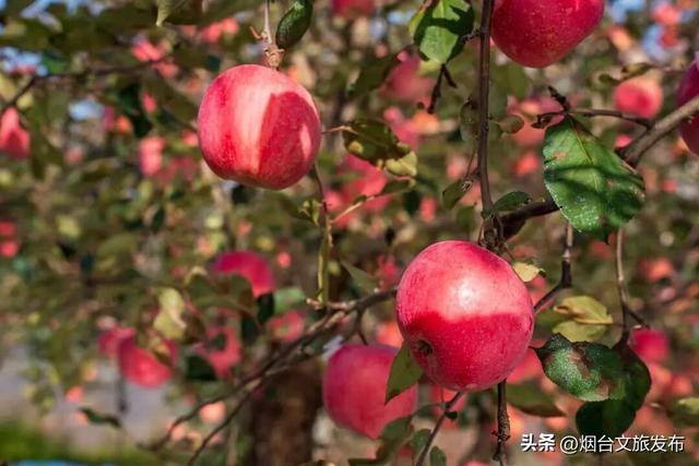 【乐游烟台】周末好去处丨热搜预定！烟台的秋天太上镜了！