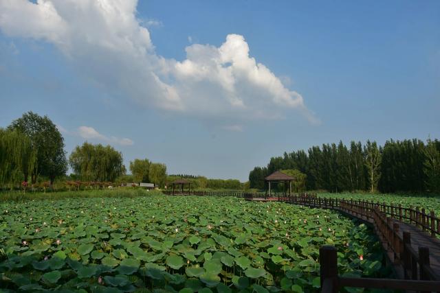 山东泰安东平稻屯洼湿地公园的荷花仙子