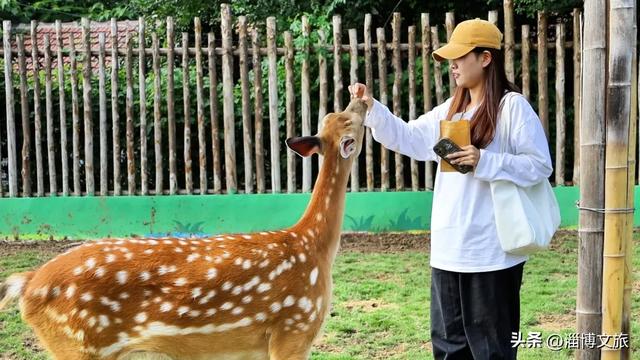 淄博版“疯狂动物城”来了！网红萌宠已就位，快来当一日“荣誉市民”→