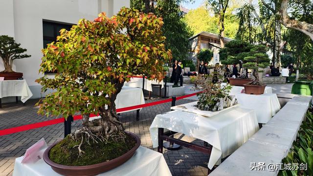 中山公园的秋，是写给武汉的一首诗