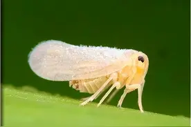 打白粉虱，就用它图片
