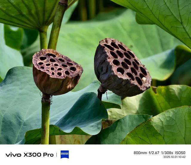 vivo X300系列评测：同级巅峰影像 出片易如反掌