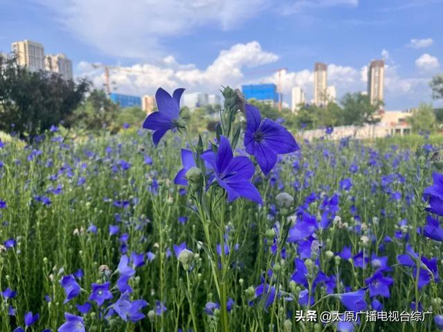 太原盛夏：公园里的花事盛宴