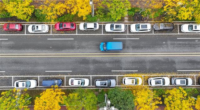初冬限定！城市街头的金色浪漫