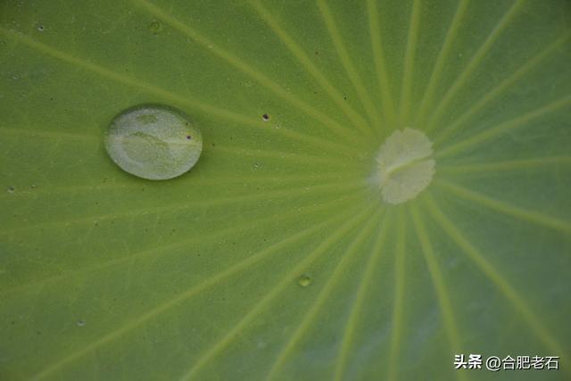 雨中荷花（上）