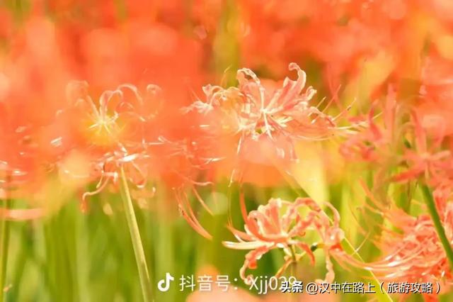 汉中这片彼岸花已进入最佳观赏期！