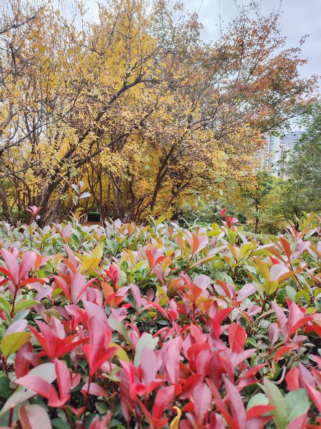 初冬韵致的公园一景