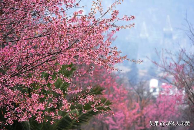 六盘水月照养生谷：冬樱花盛开引客赏花打卡