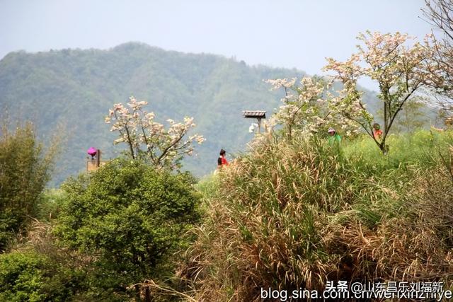 婺源篁岭旅游札记[三]（江西之旅第四十五篇）