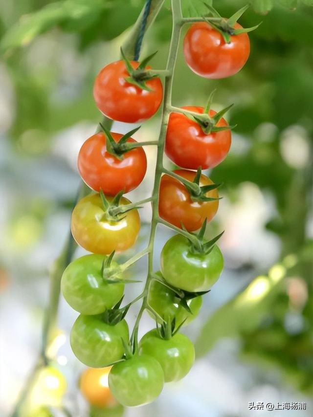 来复兴岛当一天快乐“岛民”