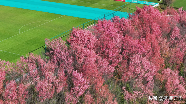 冬日美景在五华｜在暖冬赴一场粉色的冬樱花之约
