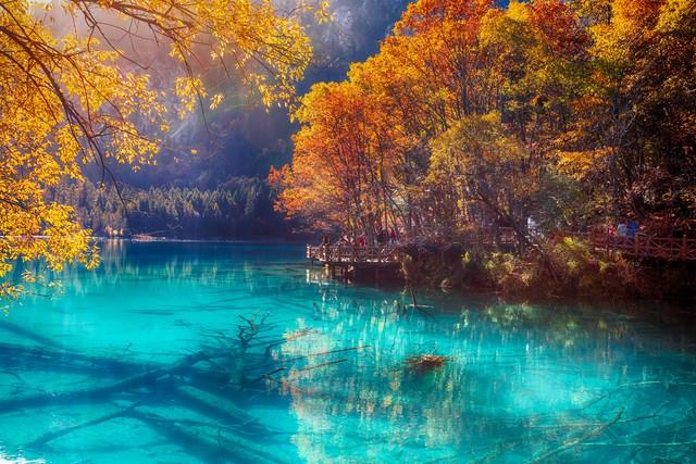 彩林、银杏、红叶...成都周边最值得去的8个景点