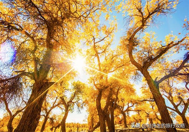 10月限定｜穿越金色时空：中国三大胡杨林，终极赏秋指南