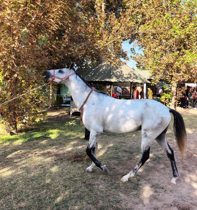 中亚五国行（18）——圆梦汗血宝马【土库曼】
