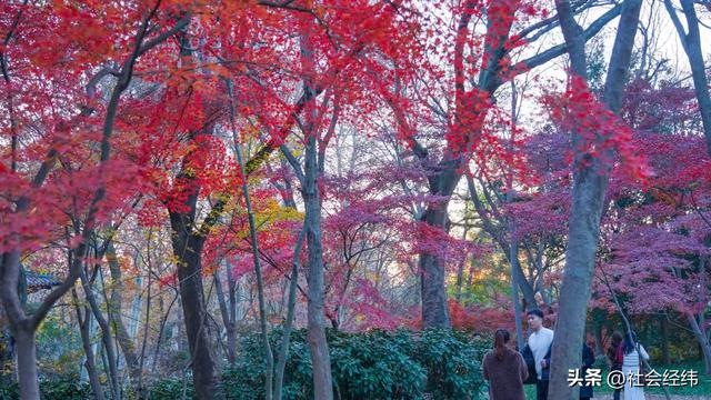 【每日一景】“枫”景这边独好 中山植物园红枫岗