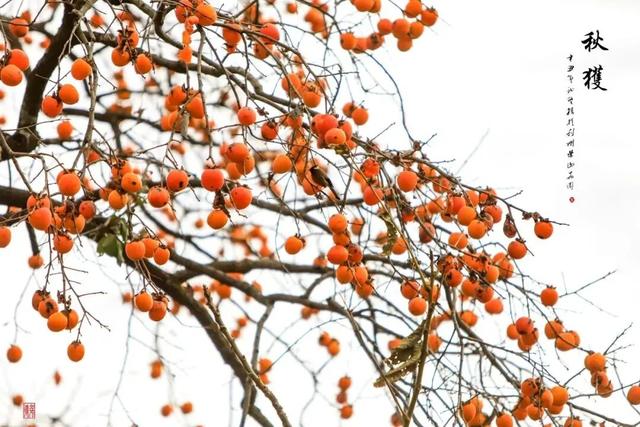 利州＝梦幻秋色打卡地