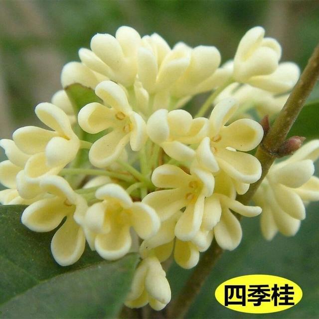 闻到了吗？洛阳的秋天来了！6个免费赏桂公园，随意选！