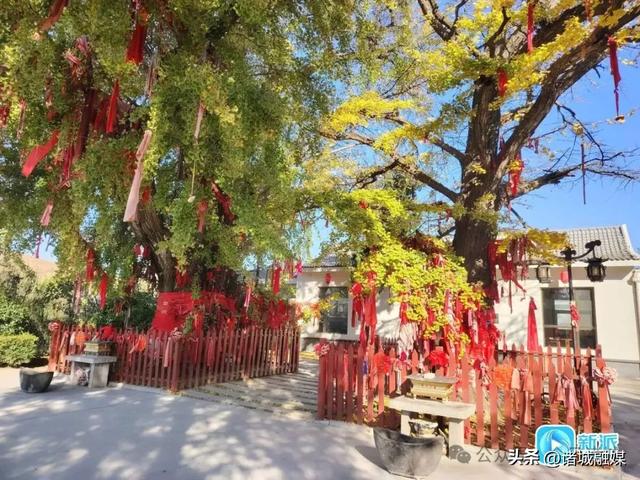 诸城这对银杏“夫妻” 相依相守450年