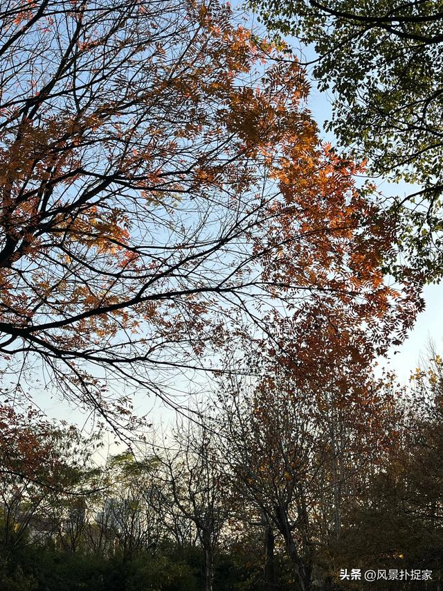 南昌艾溪湖湿地公园，银杏慢慢变黄了！