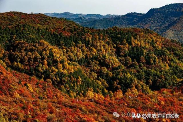 陕西渭南：姹紫嫣红 游人如织 服务周到 韩城香山红叶欣赏正当时