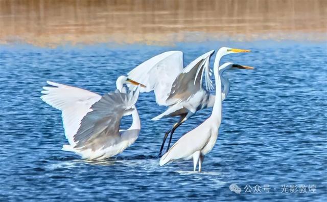 【近距离看敦煌】给党河风情线的秋色来个特写