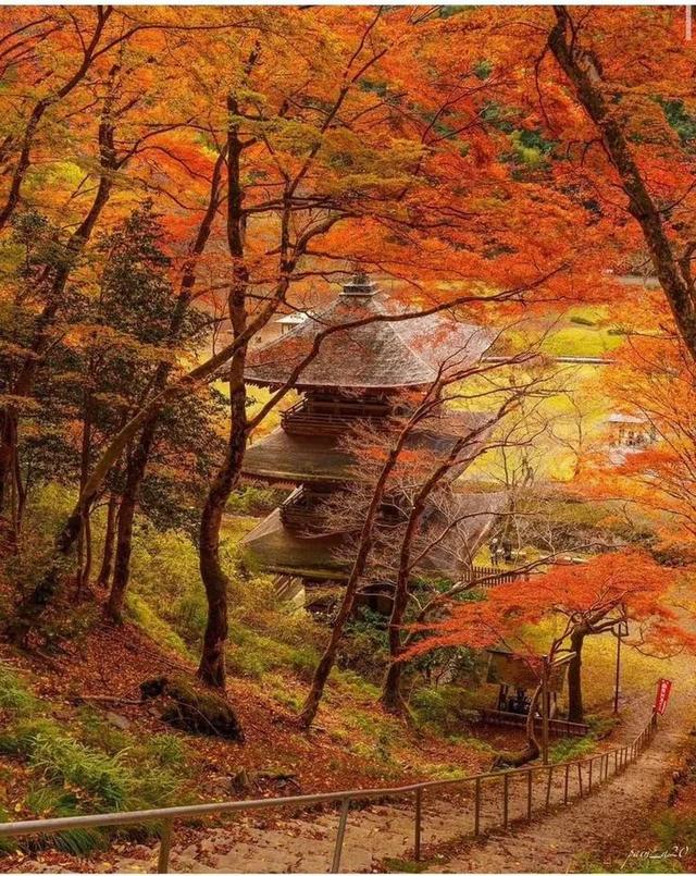 京都红叶狩完全攻略：从绝景到舌尖的秋日盛宴