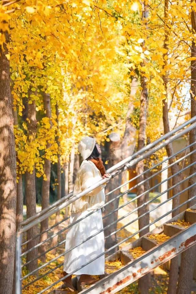 比青山湖人少，比湘湖低调，杭州东北藏着一条“银杏+水杉”组合路线！