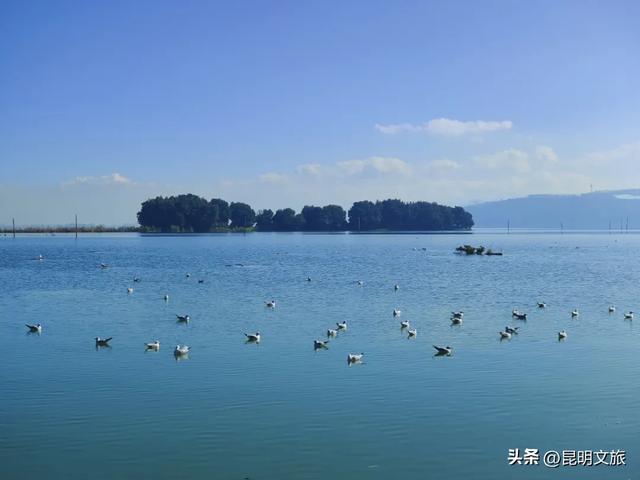 一半鸥气,一半锅气!立冬赴昆暗号:追完红嘴鸥就来顿火锅!下班就去~