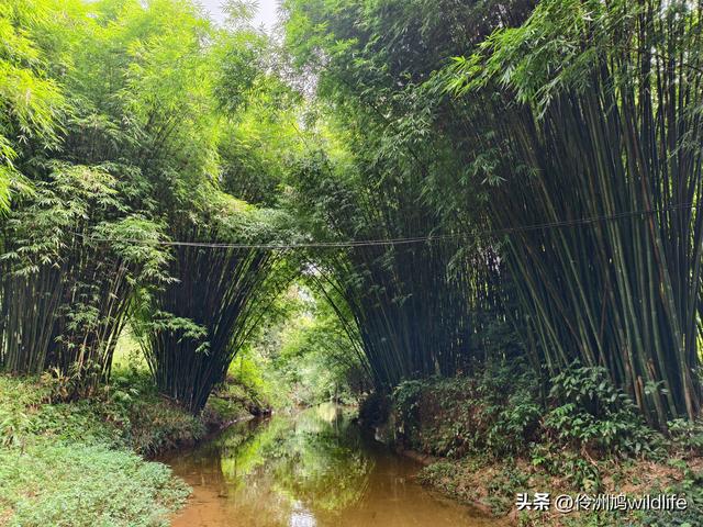 成都徒步（69）·彭州篇⑯法藏寺环线（桥断未走通）