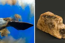 恐怖的“造粪机器”，蓝鲸一次能排2吨粪，造成50米“污染区”！图片