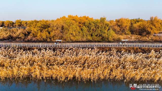 昌吉老龙河胡杨披金装 醉美秋景引客来