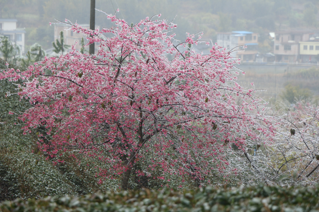 美如仙境！韶关这个地方迎来今年首场冰挂雾凇景观，秋冬来旅行，赏雪泡泉看红枫为你安排好了