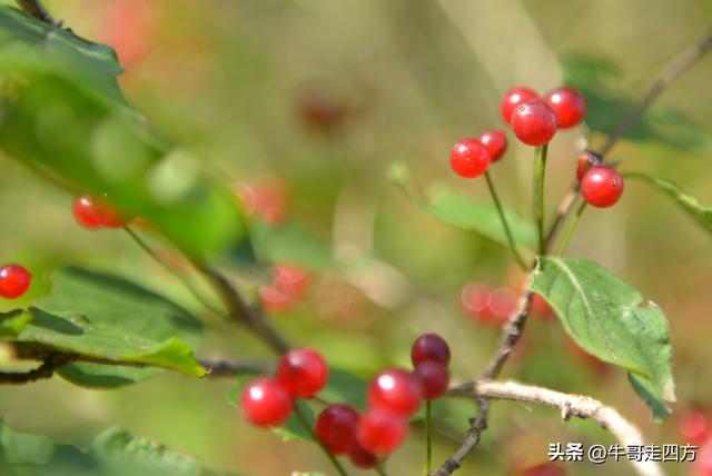 河北百草畔（中）：览尽三山舒望眼，行穿百草浣尘襟
