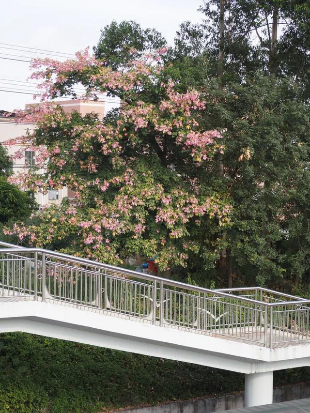 龙岗秋冬浪漫打卡指南来了！瀑布花海、空中花路…这份粉色攻略快收好！