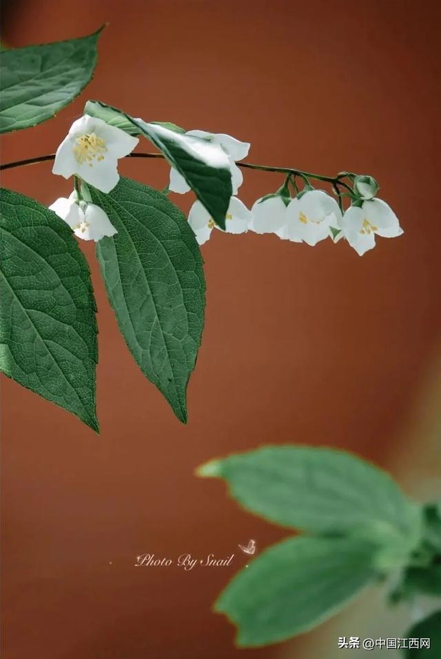 梅花开了！江西这些赏梅胜地太好拍